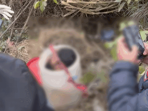 बाल्टी में पड़ा दविंदर का कटा सिर।