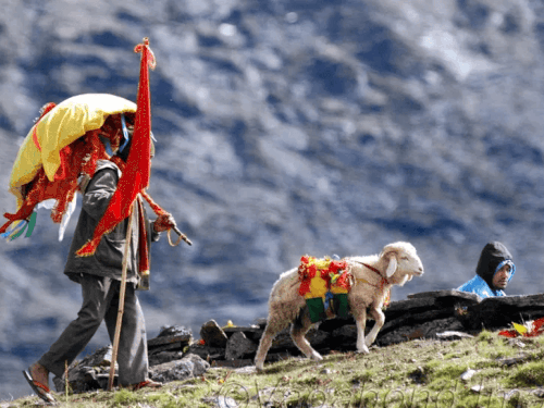 यात्रा होमकुंड पर समाप्त होती है और यात्रा के आगे आगे चार सींग वाला भेड़ चलता है।