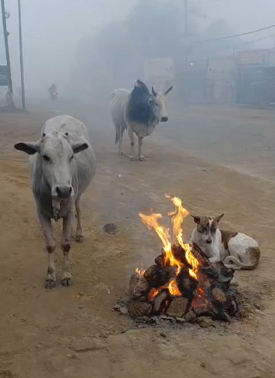 शाहजहांपुर में कड़ाके की ठंड की वजह से अलाव में गाय और डॉग भी बैठे दिखाई दिए।