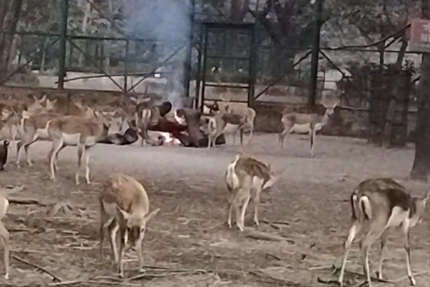 हिरण सहित अन्य जानवरों के लिए अलाव का इंतजाम किया गया है।