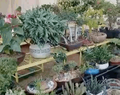 फ्लावर शो में 25 से ज्यादा प्रजातियों के 25 हजार प्लांट रखे गए हैं