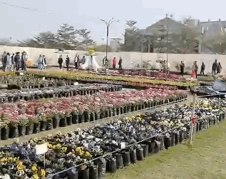 फ्लावर शो को देखने बड़ी संख्या में प्लांट लवर्स पहुंच रहे हैं