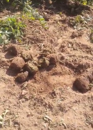 किसान सुरेंद्र महतो ने बताया कि उनकी आलू की पूरी फसल नष्ट हो गई है और अब सरकार से मुआवजे की उम्मीद ही सहारा है।