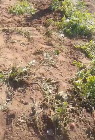 हाथी के द्वारा बरबाद की गई आलू की फसल