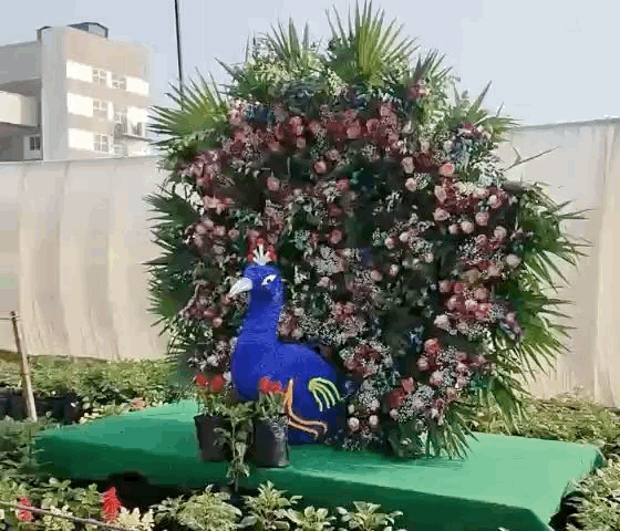 डांसिंग मोर प्लांट लवर्स के आकर्षण का केंद्र रहा