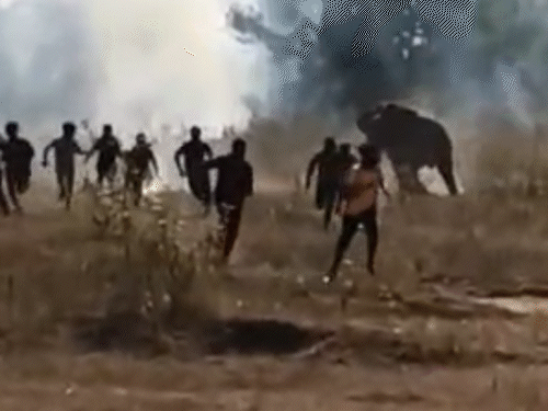 झारखंड-ओडिशा सीमा पर हाथी का आतंक, 22 मौतें:  चाईबासा की ओर लौटा खूनी हाथी, ट्रेंकुलाइज गन से बेहोश करने की तैयारी – Chaibasa (West Singhbhum) News