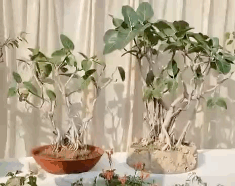 बोनसाई तकनीक से 25 फीट के पौधे 2 फीट की साइज़ में सेट किए हैं