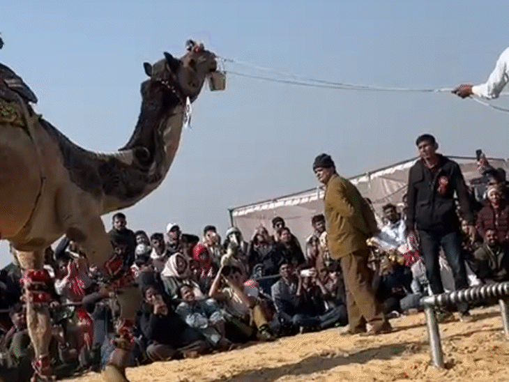Camel clamps onto young man’s neck during stunt : places foot on owner ...