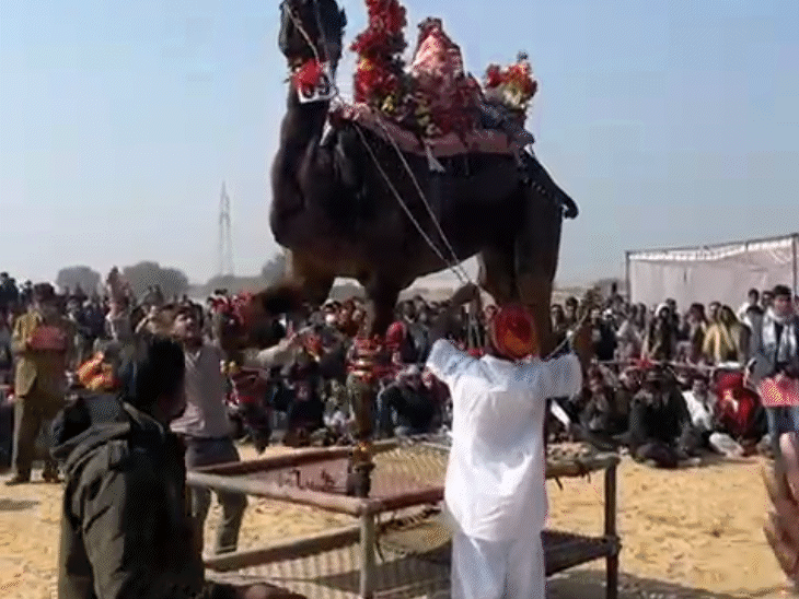Camel Looped Rope Camel clamps onto young man’s neck during stunt : places foot on owner ...