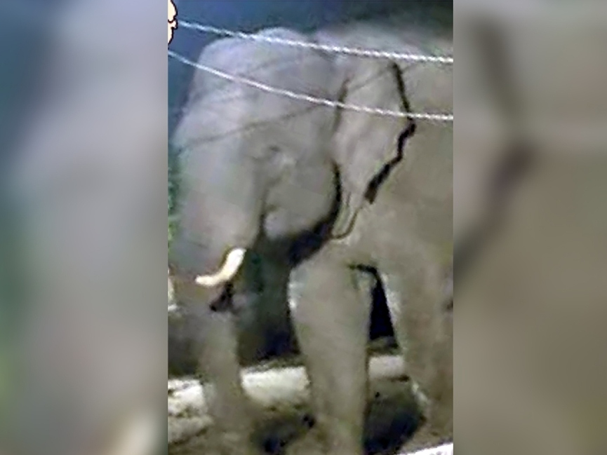 दो दांत का हाथी अब तक 12 अलग-अलग जगहों पर हमला कर चुका है।