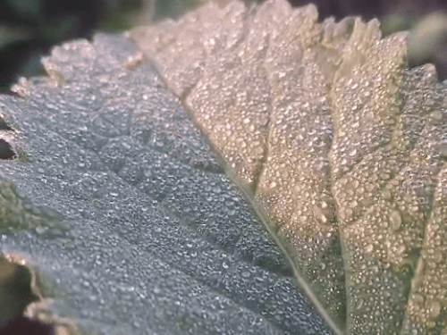 उत्तर-पश्चिम भारत में जारी बर्फबारी का असर झारखंड तक पहुंच गया है। पौधों की पत्तियों पर ओस की बूंदें जमी सी दिख रही हैं।