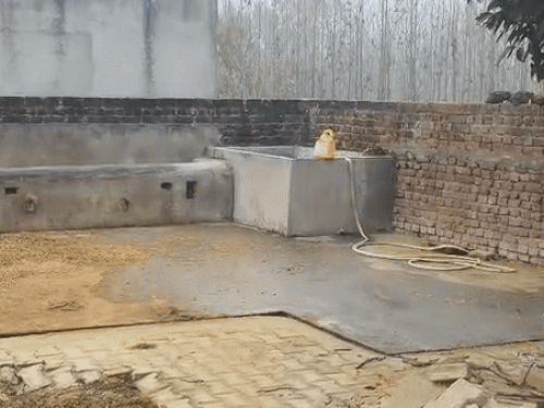 पानी की इसी हौद में मिला था महिला का शव।