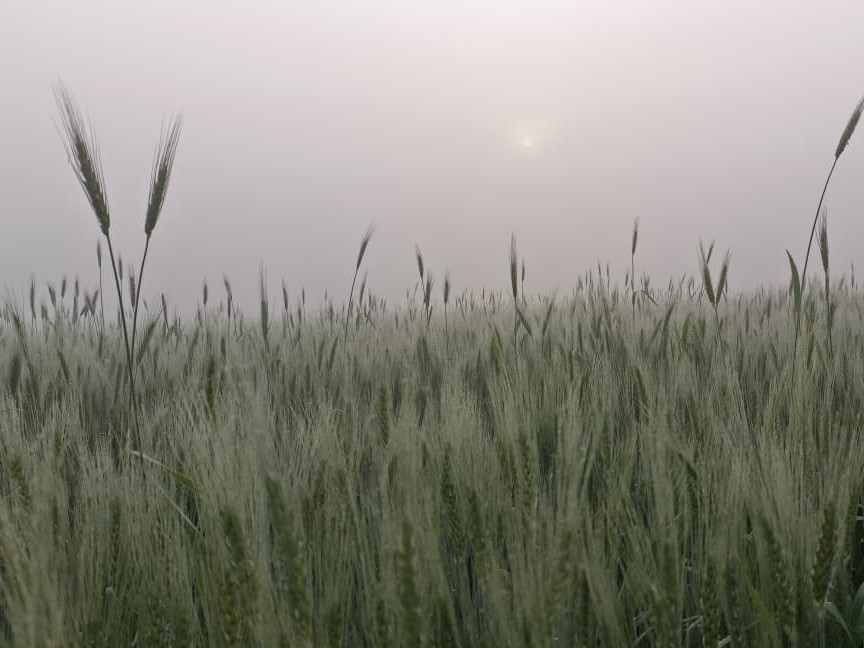 सुबह के समय कोहरा छाया रहता है।