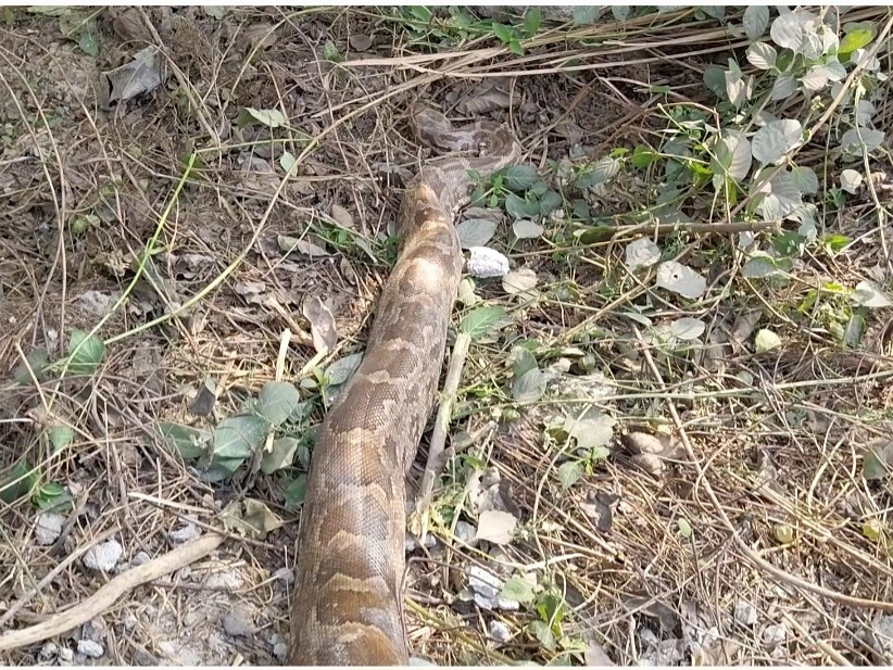 A huge python was seen in the forest of Talgram
