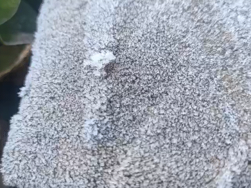 छत्तीसगढ़ के सरगुजा में शनिवार रात पाले पड़ा। इसके कारण रविवार सुबह पेड़-पौथों पर ओस की बूंदें जमी नजर आईं।