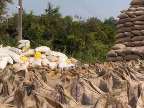 The government purchased paddy worth Rs 20,753 crore from farmers. | सरकार ने किसानों से खरीदा 20753 करोड़ का धान: 16.95 लाख किसानों से 93.12 लाख मीट्रिक टन धान की हुई खरीदी - Raipur News 2 14 नवंबर से प्रदेश में धान खरीदी की जा रही है।