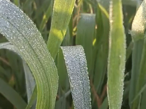मैक्लुस्कीगंज और आसपास के इलाकों में घास और खेतों में पाला जम गया है।
