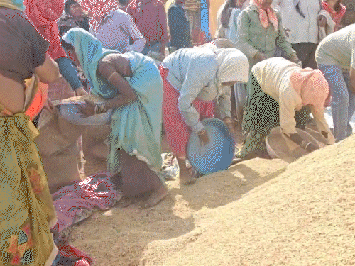 The government purchased paddy worth Rs 20,753 crore from farmers. | सरकार ने किसानों से खरीदा 20753 करोड़ का धान: 16.95 लाख किसानों से 93.12 लाख मीट्रिक टन धान की हुई खरीदी - Raipur News 3 14 नवंबर से प्रदेश में धान खरीदी की जा रही है।