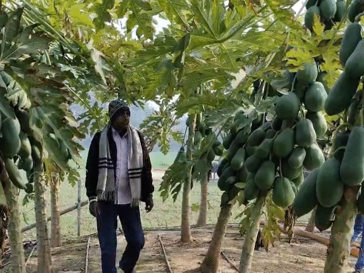 राजीव ने मछली पालन के लिए खोदे गए तालाब के किनारे मेढ़ पर पपीते के पौधे लगाए हैं।