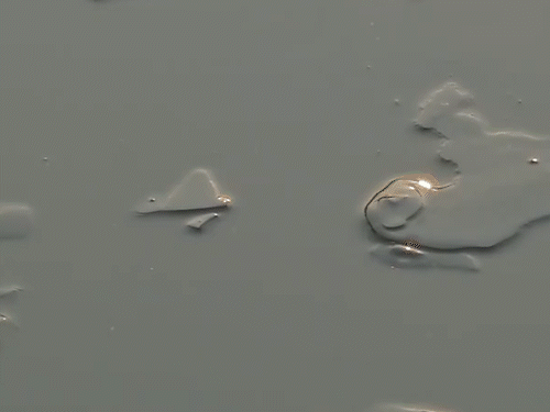 जम्मू-कश्मीर के श्रीनगर में चल रही शीतलहर के कारण डल झील जमने लगी है।