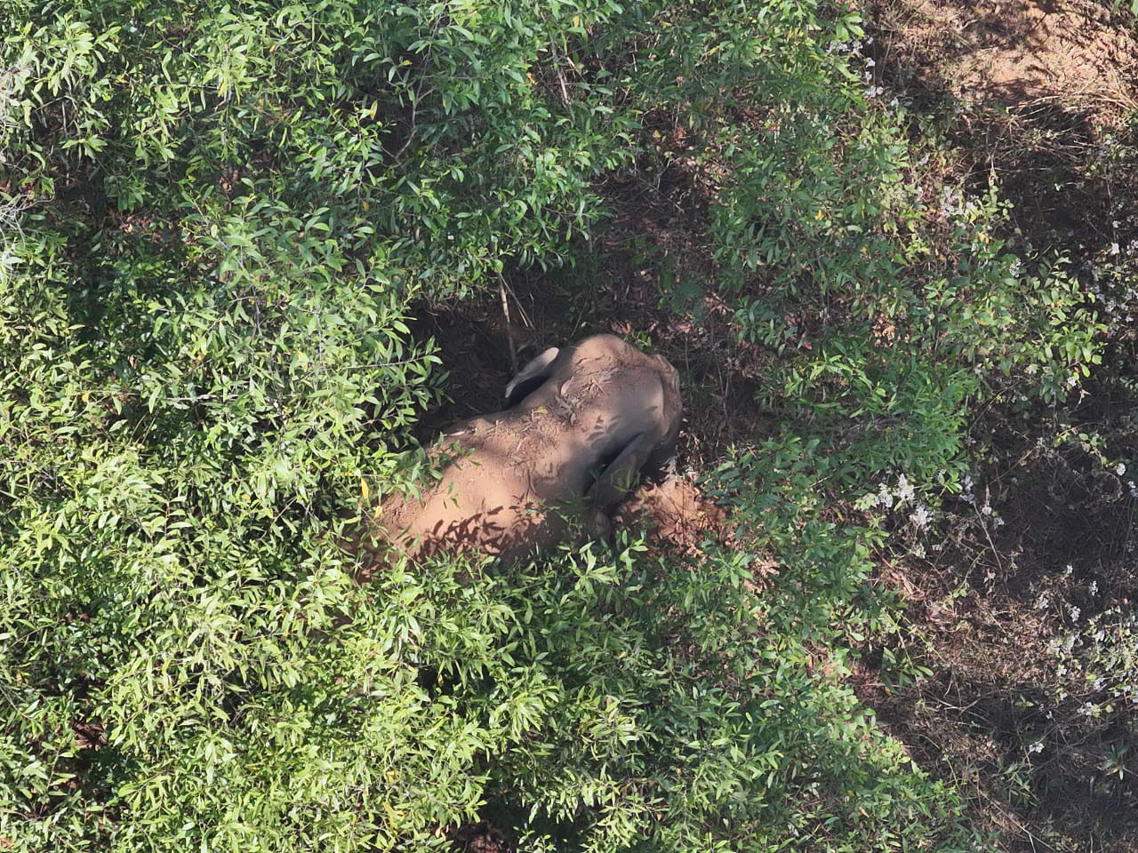 शुक्रवार को मझगांव प्रखंड के बेनीसागर इलाके में दंतैल हाथी लगभग 12 घंटे तक एक ही स्थान पर रहा था।
