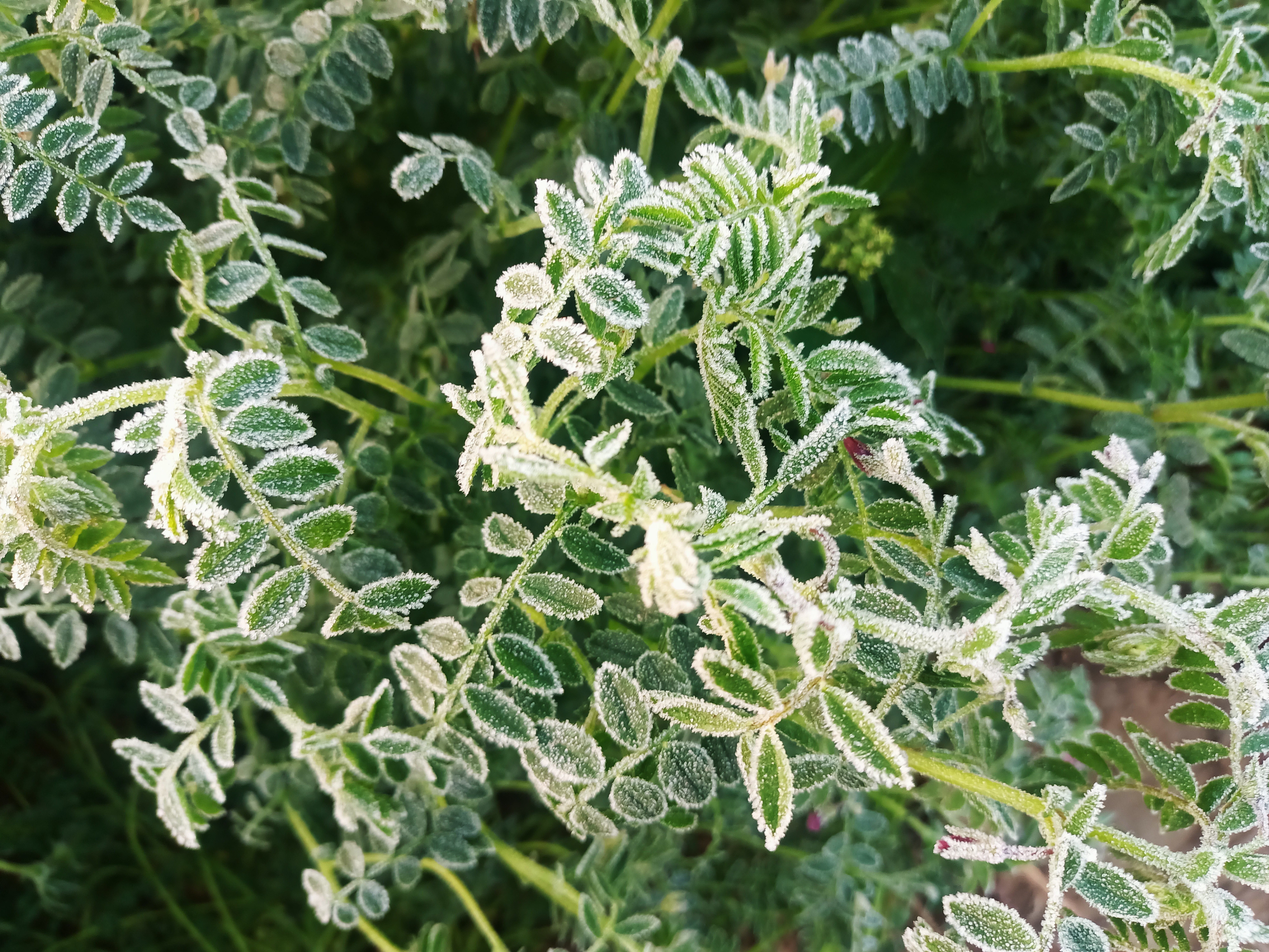 अगेती सरसों की फसल में नुकसान की आशंका जताई जा रही है।