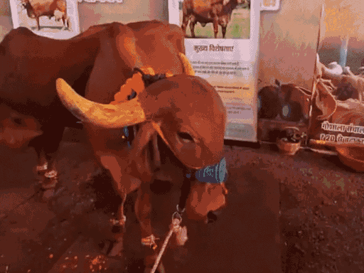 सीएम डॉ. मोहन यादव कृषक कल्याण वर्ष की शुरुआत की। इससे रोजगार भी बढ़ेंगे।