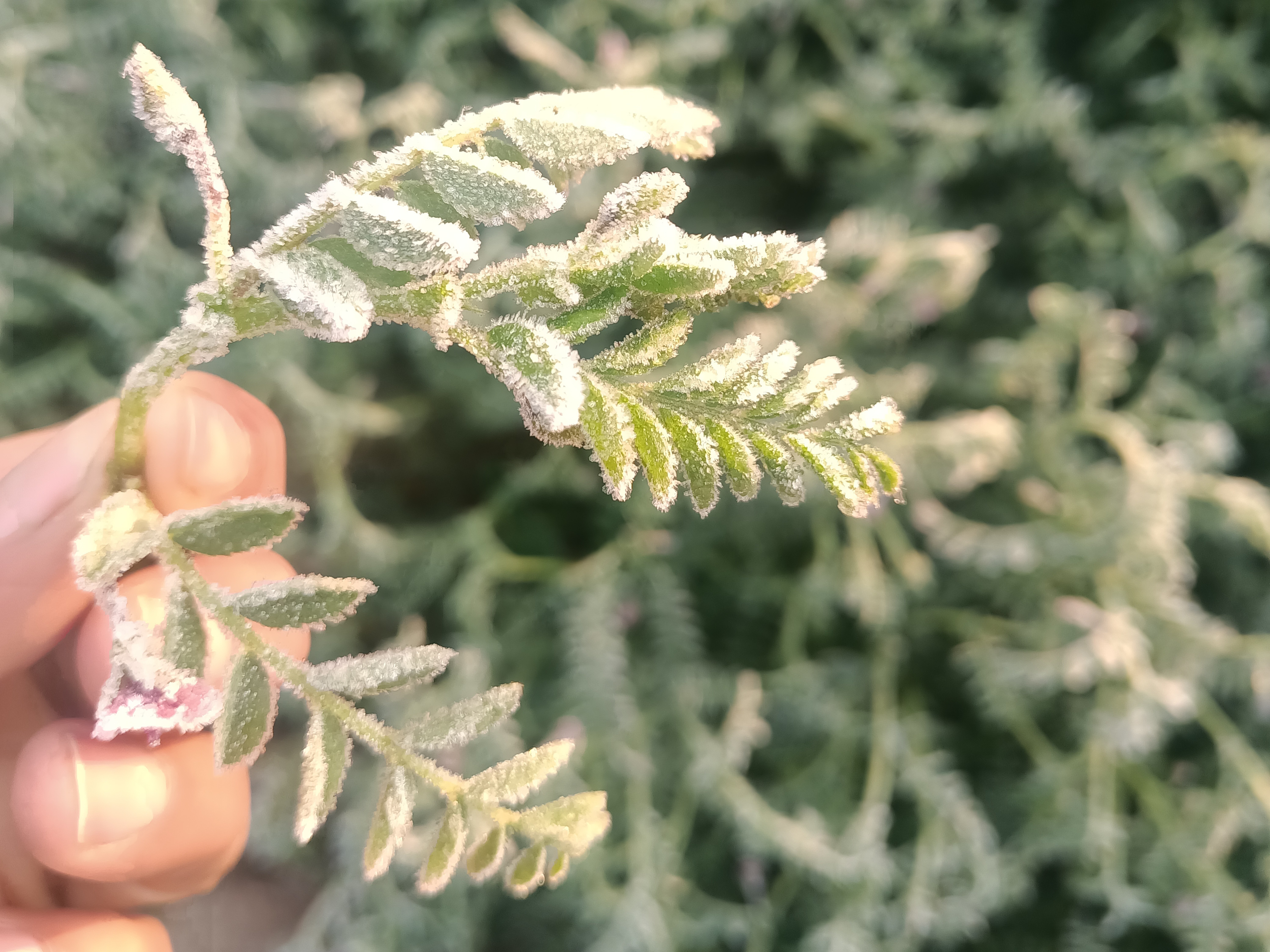 सोमवार सुबह जब लोग घरों से बाहर निकले, तो उन्होंने छप्परों और फसलों पर बर्फ की चादर जमी देखी।