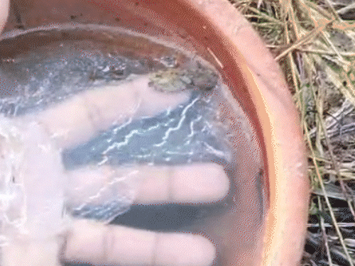 राजस्थान के चूरू में न्यूनतम तापमान माइनस में आ गया है और पानी जमने लगा है।