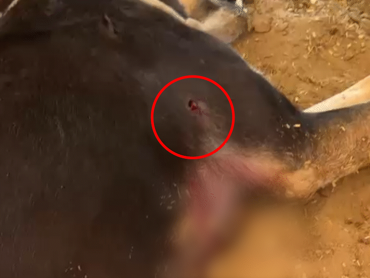 कुत्ते के शरीर पर 2 गोली लगने के निशान मिले हैं। फिलहाल पुलिस मामले की जांच में जुटी है।