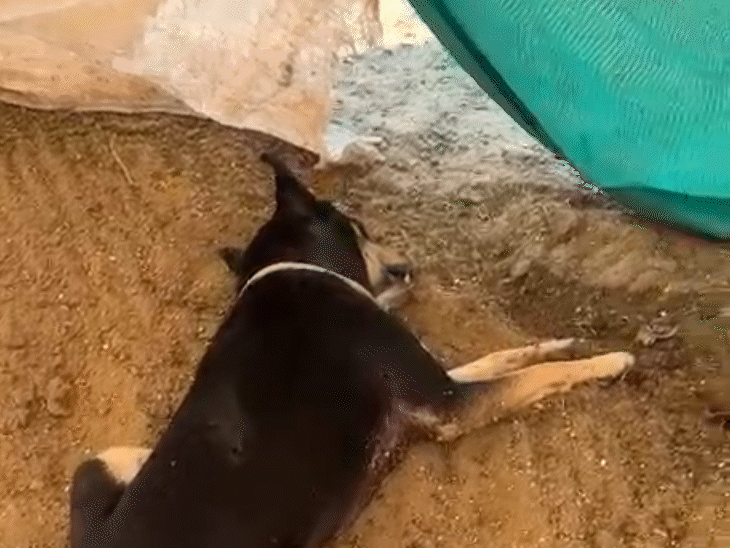 कुत्ता लहूलुहान हालत में दौड़कर आया और मकान के बाहर गिर गया।