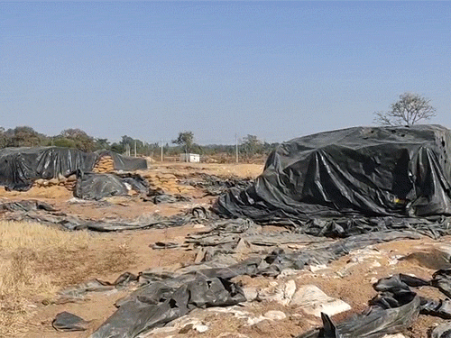 पेंड्रा के संग्रहण केंद्र में समय पर धान उठाव नहीं होने से 20 हजार क्विंटल धान खराब।