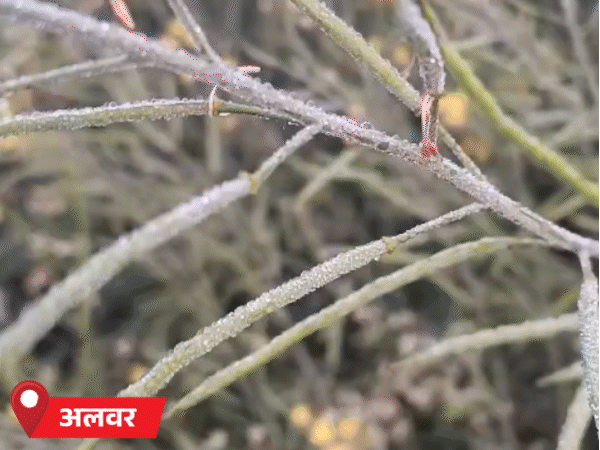 राजस्थान तेज सर्दी के साथ कोहरे का प्रभाव आज भी कई जगह रहा। - Dainik Bhaskar