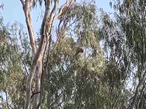 छतरपुर में बिजली और वन विभाग ने मिलकर उल्लू का रेस्क्यू किया।