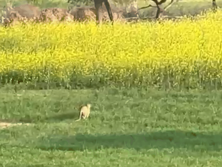 लेपर्ड भागते हुए सरसों के खेत में घुस गया।