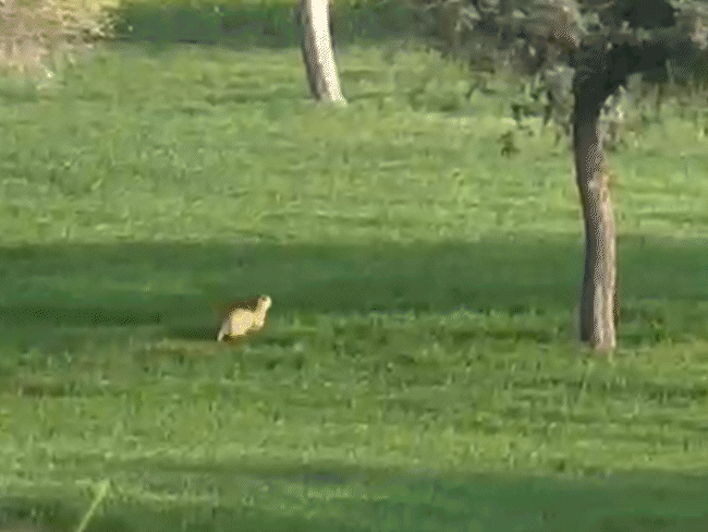 जयपुर वन विभाग के डॉक्टर अशोक तंवर ने जैसे ही लेपर्ड को ट्रेंक्यूलाइज किया तो वह भागने लगा।