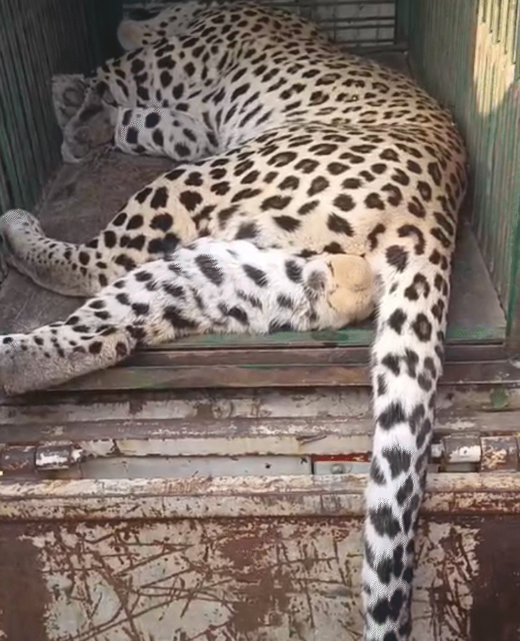 वन विभाग ने लेपर्ड को रेस्क्यू कर चूरू भेज दिया।