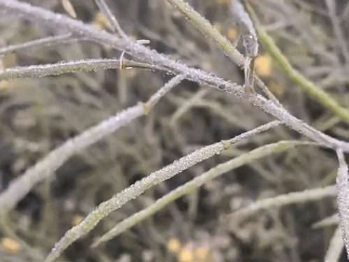 सरसों के दानों पर बर्फ जमी।