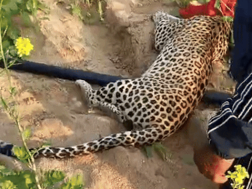 खेत के बीच में जाकर एक जगह लेपर्ड बेहोश हो गया।