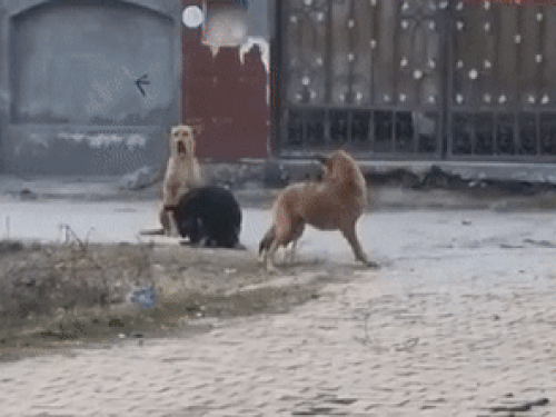 गली में बेठे आवारा कुत्ते।