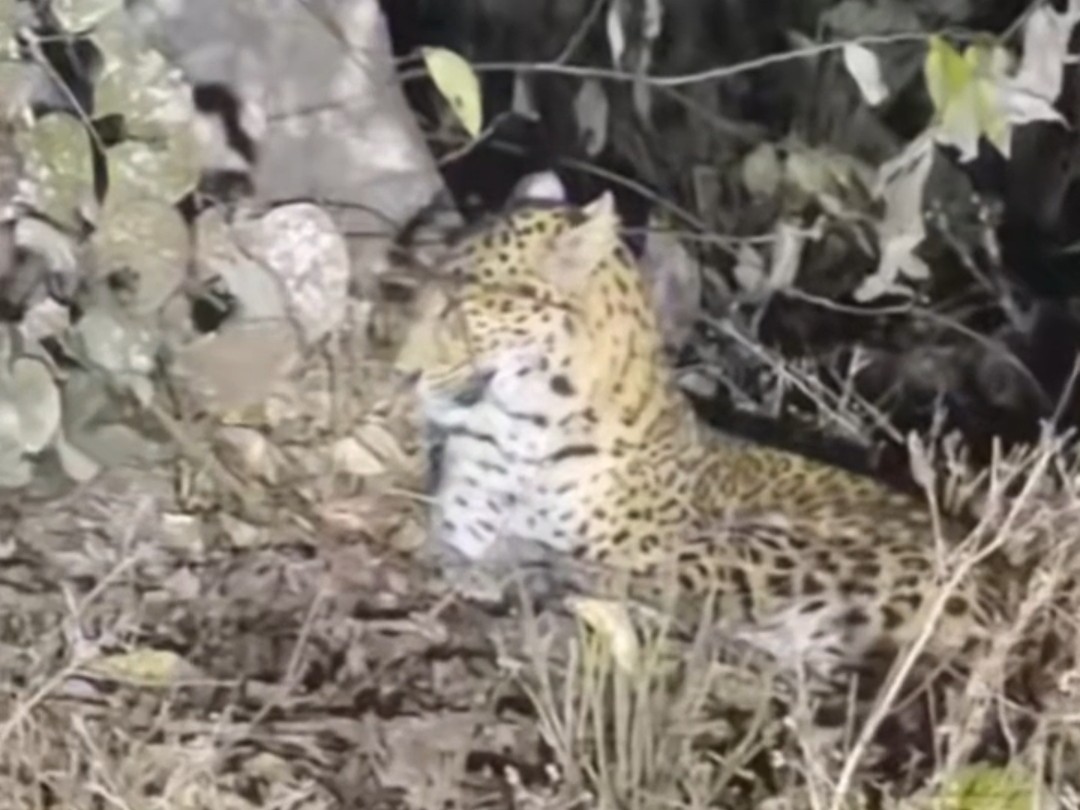 वाहन चालकों ने रुककर मोबाइल में कैद किया वीडियो।