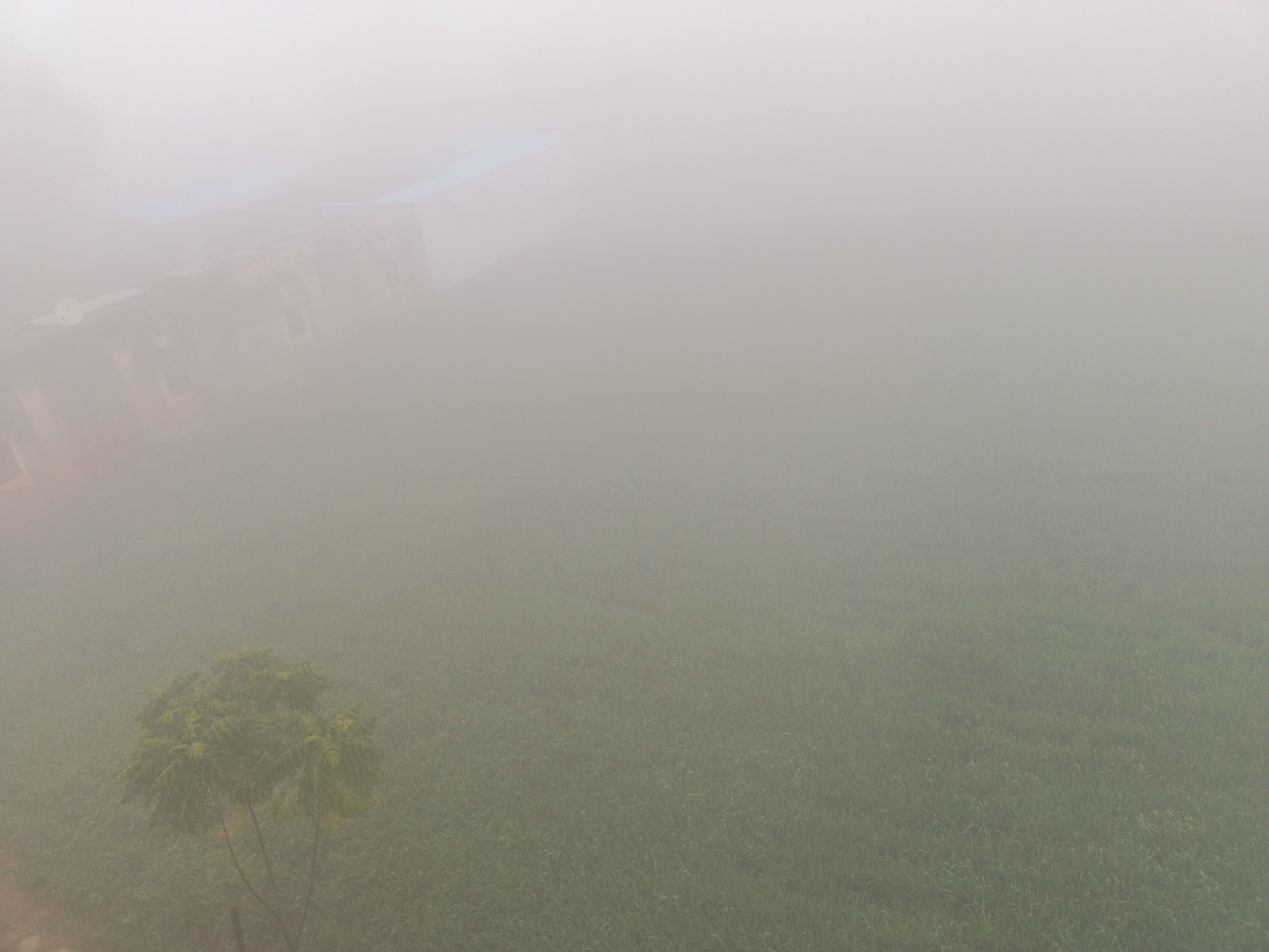 कृषि विशेषज्ञों के अनुसार, ये कोहरा फसलों के लिए लाभदायक साबित होगा।