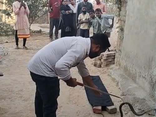 वाइल्डलाइफ रेस्क्यू टीम के जितेंद्र सारथी ने किया रेस्क्यू।