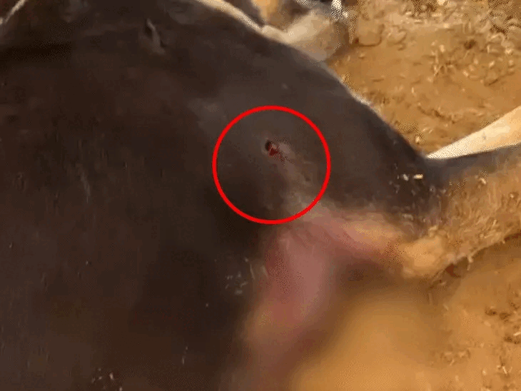 कुत्ते के शरीर पर कई जगह गोली लगने के निशान मिले थे।