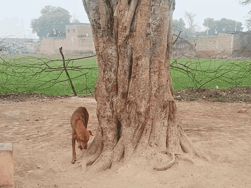 मैनपुरी में डॉग ने लगातार 8 घंटे तक बरगद के पेड़ की परिक्रमा की थी। गांव के लोगों ने इसे चमत्कार से जोड़ा था।