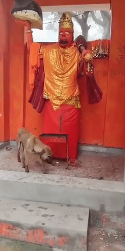 मंगलवार को डॉग ने हनुमान जी मूर्ति की परिक्रमा की थी।