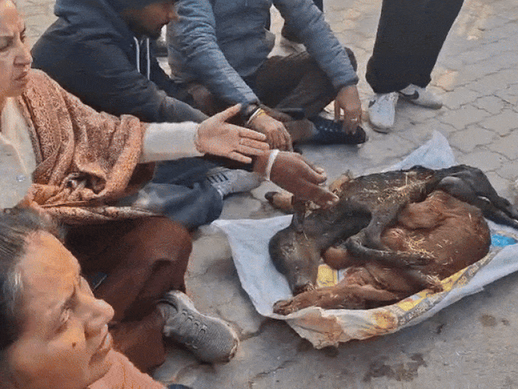 चंडीगढ़ में गायों के शव मिलने पर हंगामा:  तीन दिन से नहीं हो सका संस्कार, मेयर ने दिए जांच के आदेश, बोले- होगी सख्त कार्रवाई – Chandigarh News