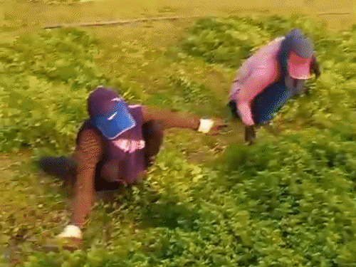 किसान दिलीप सिंह 150 बीघा में पुदीने की खेती कर रहे हैं। मजदूरी पर करीब 4 हजार रुपए प्रति बीघा खर्च होता है।