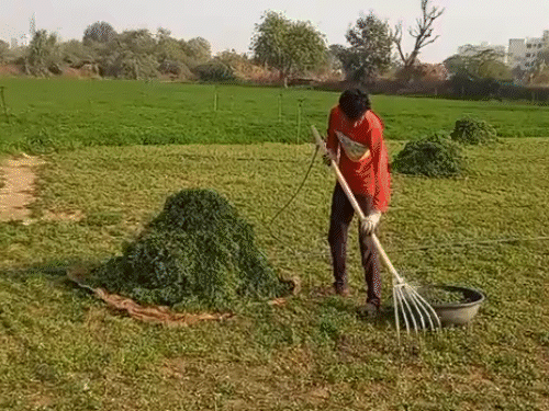 किसान दिलीपसिंह ने बताया- बाजार में सूखे और गीले पुदीने की डिमांड हमेशा बनी रहती है।