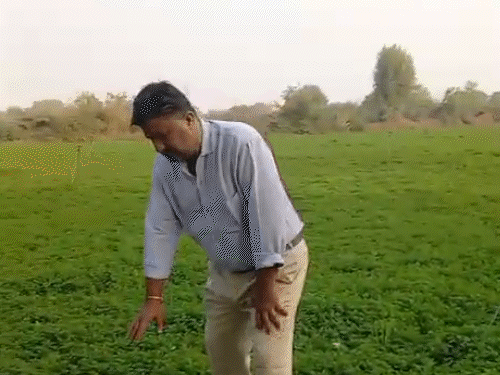 किसान दिलीप सिंह भाटी 15 साल से पुदीने की खेती कर रहे हैं। सालाना 60 लाख रुपए तक कमाई हो रही है।